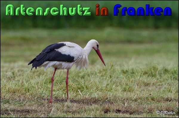 Copyright AiS Johannes Rother Bild zum Eintrag (58302-160)