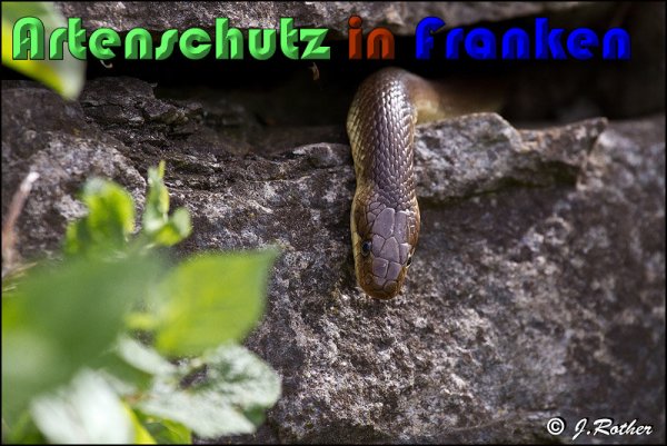 Copyright AiS Johannes Rother Bild zum Eintrag (58311-160)