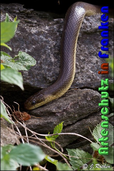 Copyright AiS Johannes Rother Bild zum Eintrag (58312-160)