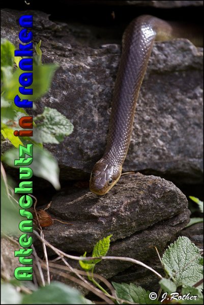 Copyright AiS Johannes Rother Bild zum Eintrag (58313-160)
