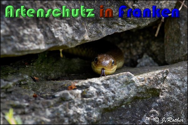 Copyright AiS Johannes Rother Bild zum Eintrag (58314-160)