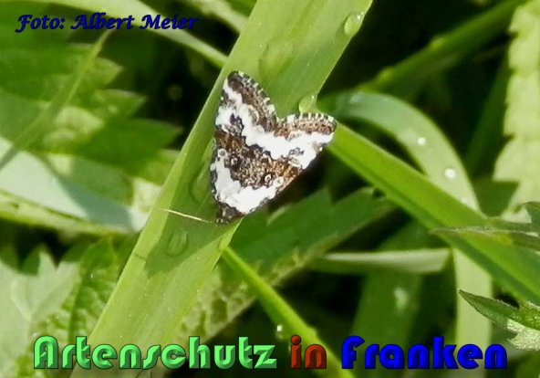 Copyright AiS Albert Meier Bild zum Eintrag (58324-160)