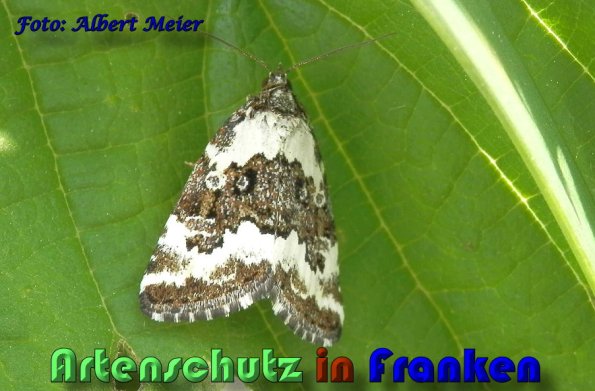 Copyright AiS Albert Meier Bild zum Eintrag (58325-160)