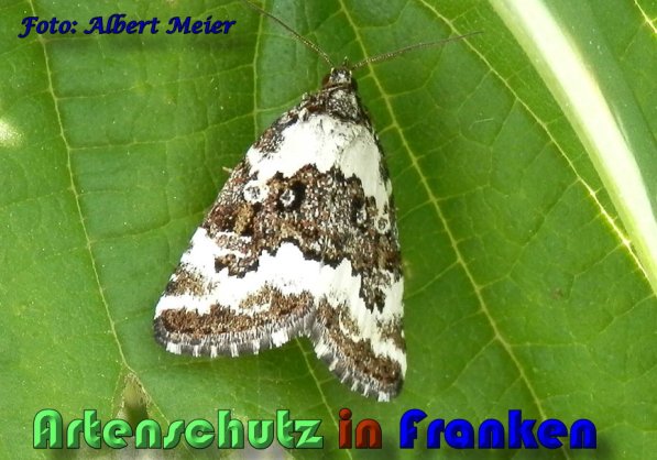 Copyright AiS Albert Meier Bild zum Eintrag (58326-160)