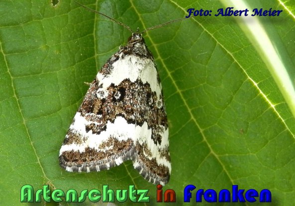 Copyright AiS Albert Meier Bild zum Eintrag (58327-160)