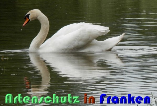 Copyright AiS Albert Meier Bild zum Eintrag (58330-160)