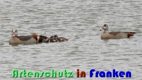 Copyright AiS Albert Meier Bild zum Eintrag (58332-160)
