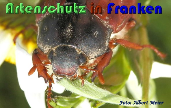 Copyright AiS Albert Meier Bild zum Eintrag (58360-160)
