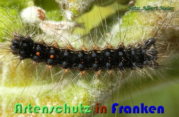 Bild zum Eintrag (58389-160)