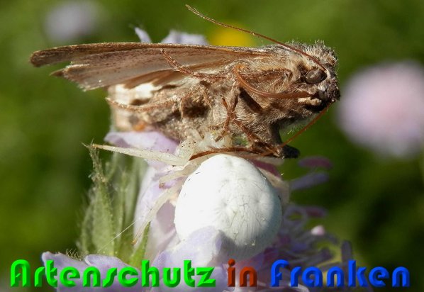 Copyright AiS Albert Meier Bild zum Eintrag (58458-160)