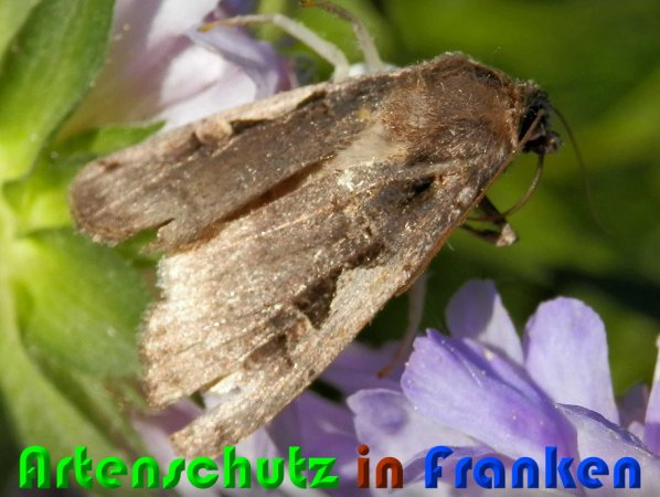 Copyright AiS Albert Meier Bild zum Eintrag (58459-160)