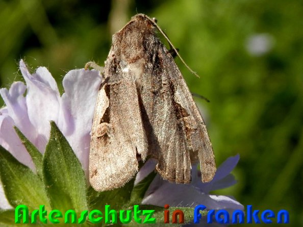 Copyright AiS Albert Meier Bild zum Eintrag (58460-160)