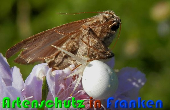 Copyright AiS Albert Meier Bild zum Eintrag (58466-160)