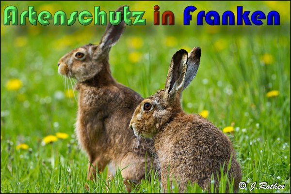 Copyright AiS Johannes Rother Bild zum Eintrag (58478-160)