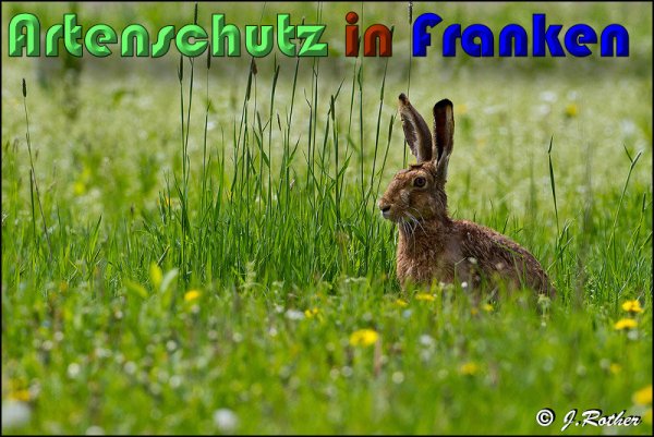 Copyright AiS Johannes Rother Bild zum Eintrag (58479-160)