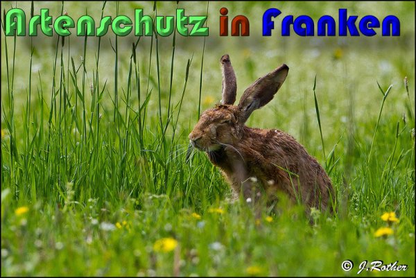Copyright AiS Johannes Rother Bild zum Eintrag (58480-160)
