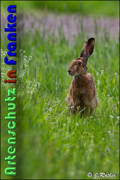 Copyright AiS Johannes Rother Bild zum Eintrag (58481-160)