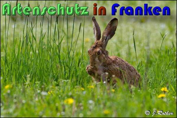 Copyright AiS Johannes Rother Bild zum Eintrag (58482-160)