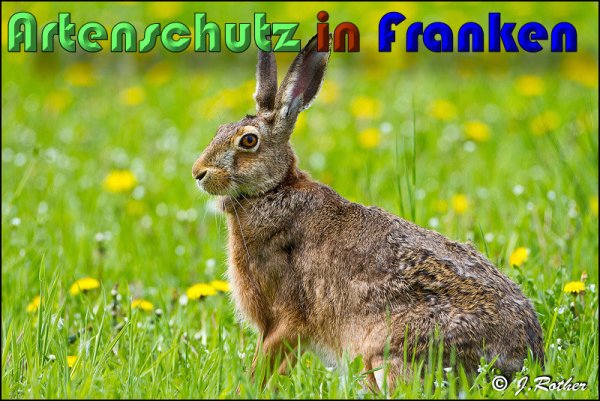 Copyright AiS Albert Meier Bild zum Eintrag (58483-160)