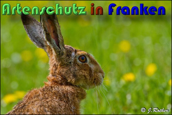 Copyright AiS Johannes Rother Bild zum Eintrag (58484-160)