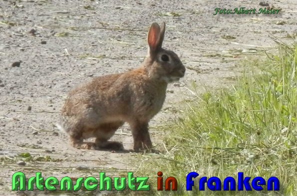 Copyright AiS Albert Meier Bild zum Eintrag (58570-160)