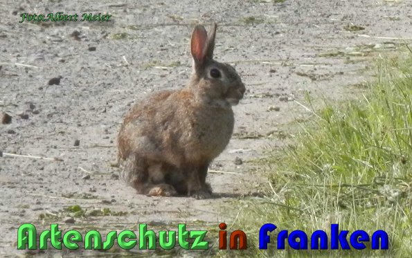 Copyright AiS Albert Meier Bild zum Eintrag (58571-160)