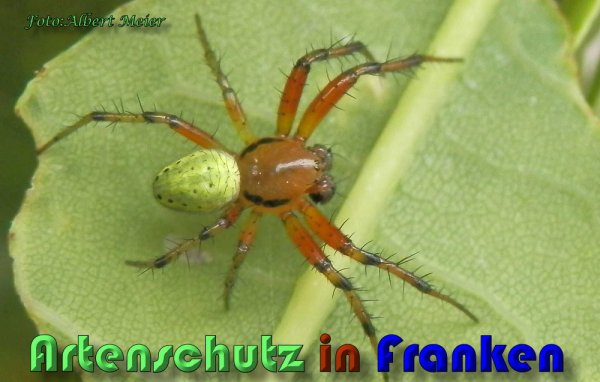 Copyright AiS Albert Meier Bild zum Eintrag (58581-160)