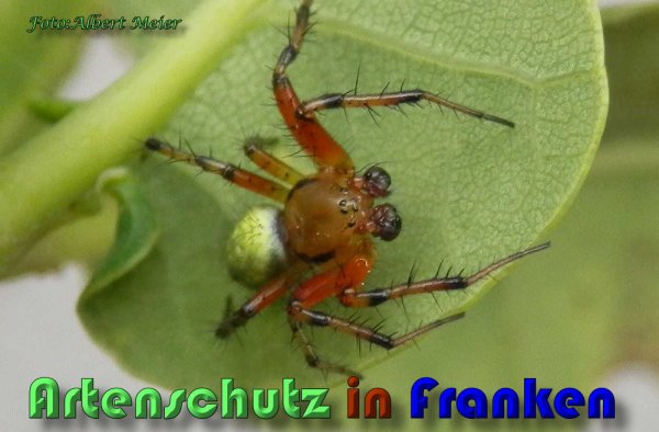 Copyright AiS Albert Meier Bild zum Eintrag (58584-160)