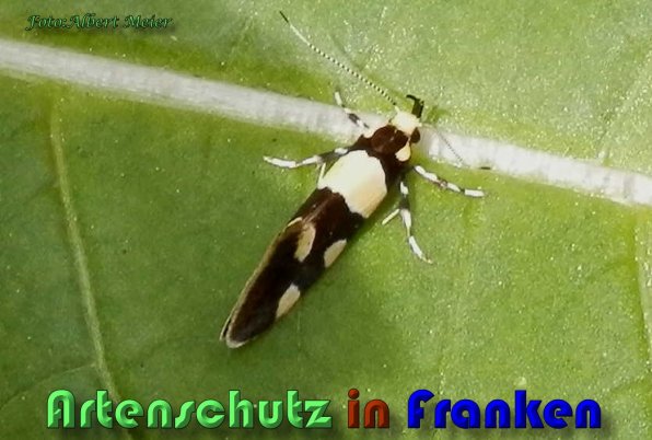 Copyright AiS Albert Meier Bild zum Eintrag (58595-160)