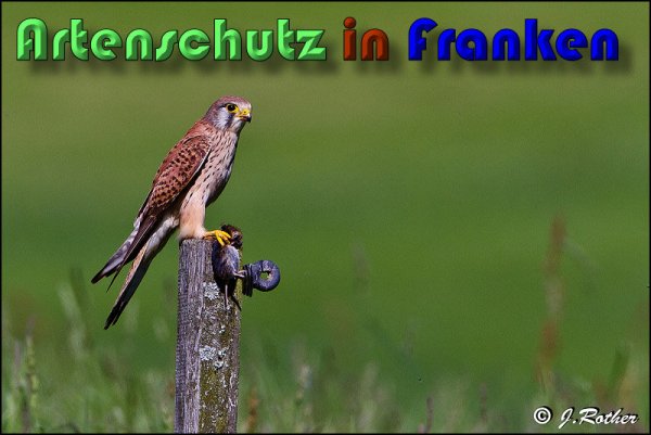 Copyright AiS Johannes Rother Bild zum Eintrag (58610-160)