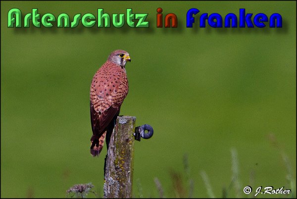 Copyright AiS Johannes Rother Bild zum Eintrag (58611-160)