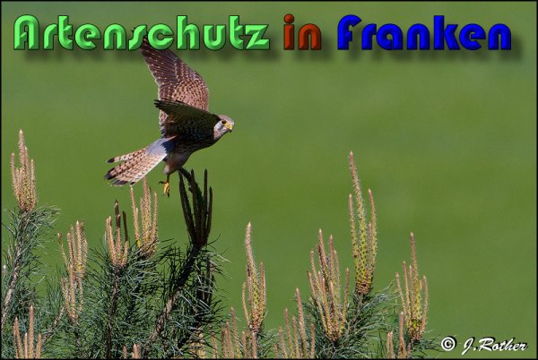 Copyright AiS Johannes Rother Bild zum Eintrag (58612-160)