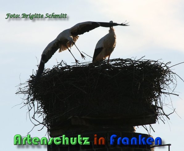 Copyright AiS Brigitte Schmitt Bild zum Eintrag (58621-160)