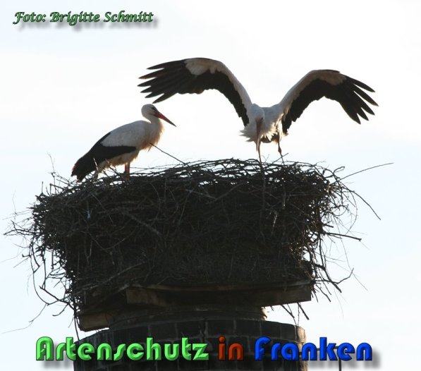 Copyright AiS Brigitte Schmitt Bild zum Eintrag (58622-160)