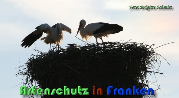 Copyright AiS Brigitte Schmitt Bild zum Eintrag (58623-160)