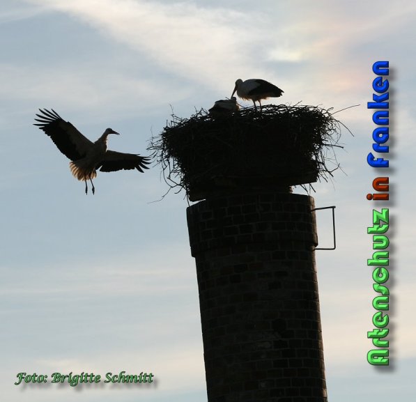 Copyright AiS Albert Meier Bild zum Eintrag (58627-160)