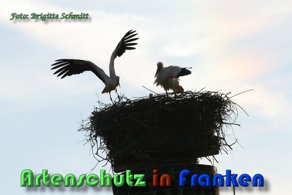 Copyright AiS Brigitte Schmitt Bild zum Eintrag (58628-160)