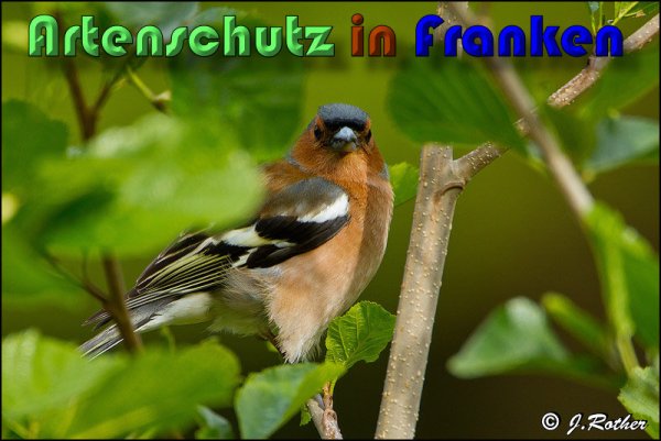 Copyright AiS Johannes Rother Bild zum Eintrag (58632-160)