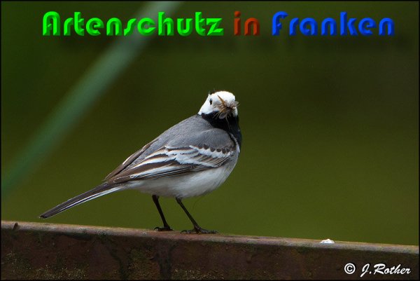 Copyright AiS Johannes Rother Bild zum Eintrag (58634-160)