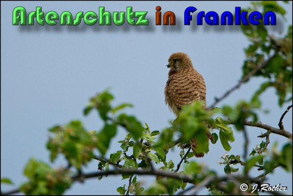 Copyright AiS Johannes Rother Bild zum Eintrag (58637-160)
