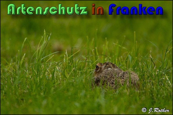 Copyright AiS Johannes Rother Bild zum Eintrag (58639-160)
