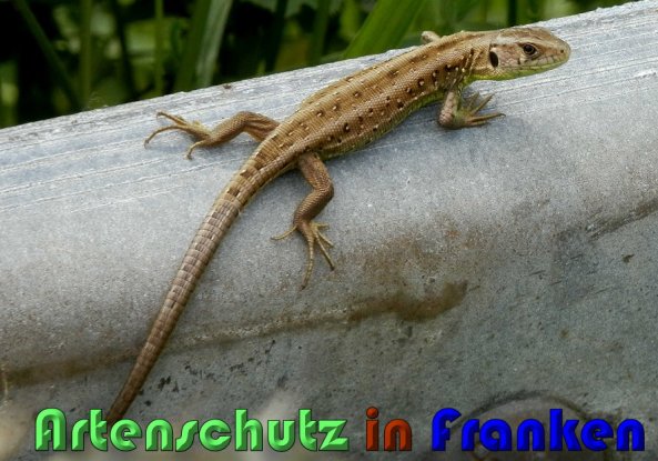 Copyright AiS Albert Meier Bild zum Eintrag (58644-160)