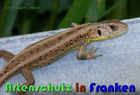 Copyright AiS Albert Meier Bild zum Eintrag (58645-160)