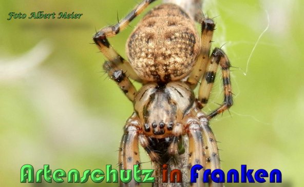 Copyright AiS Albert Meier Bild zum Eintrag (58659-160)