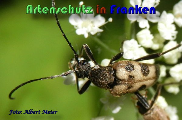 Copyright AiS Albert Meier Bild zum Eintrag (58684-160)