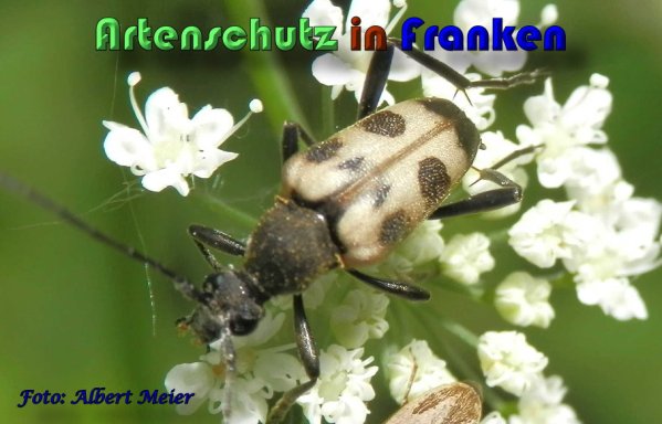 Copyright AiS Albert Meier Bild zum Eintrag (58685-160)