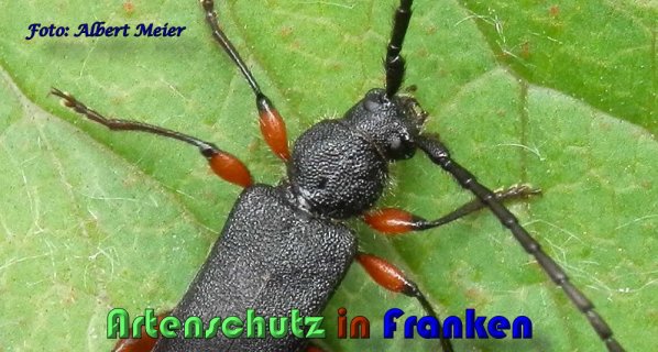 Copyright AiS Albert Meier Bild zum Eintrag (58689-160)