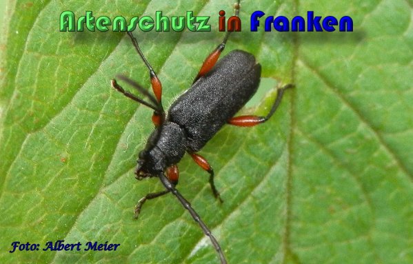 Copyright AiS Albert Meier Bild zum Eintrag (58690-160)