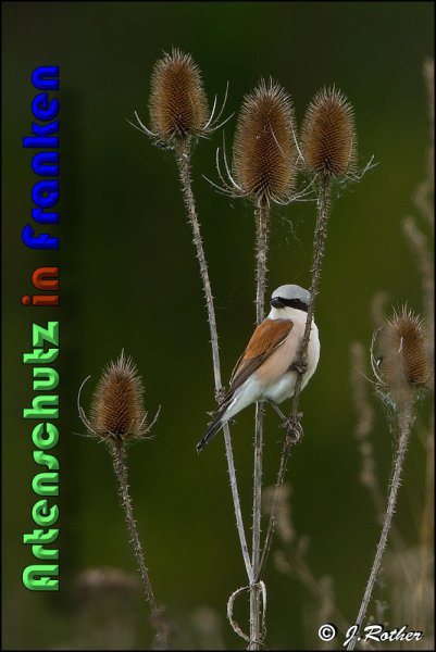 Copyright AiS Johannes Rother Bild zum Eintrag (58711-160)