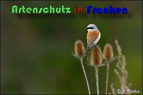 Copyright AiS Johannes Rother Bild zum Eintrag (58712-160)